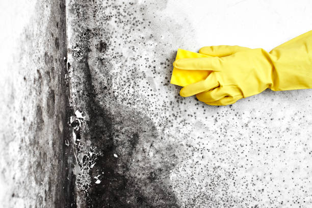 Best Residential Mold Remediation in Chickamau, GA