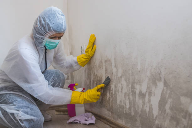 Best Emergency Mold Remediation in Chickamau, GA