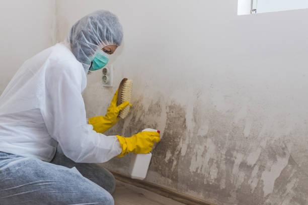 Best Black Mold Remediation in Chickamau, GA