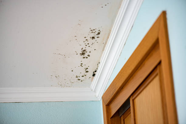Best DIY Mold Remediation Support Services in Chickamau, GA