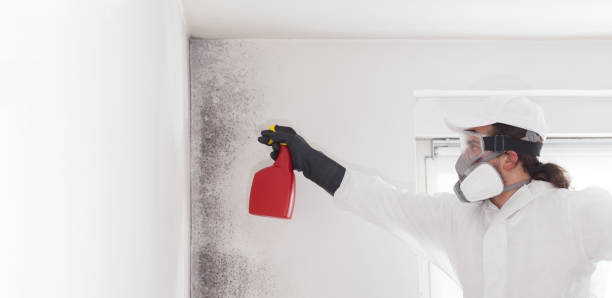 Trusted Chickamauga, GA Mold Remediation Experts