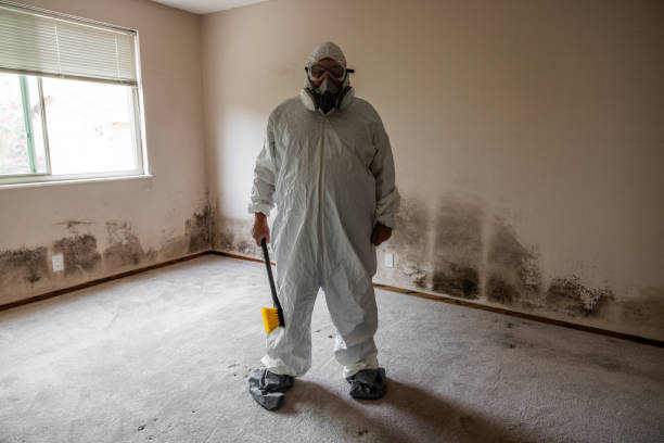 Best Basement Mold Remediation in Chickamau, GA