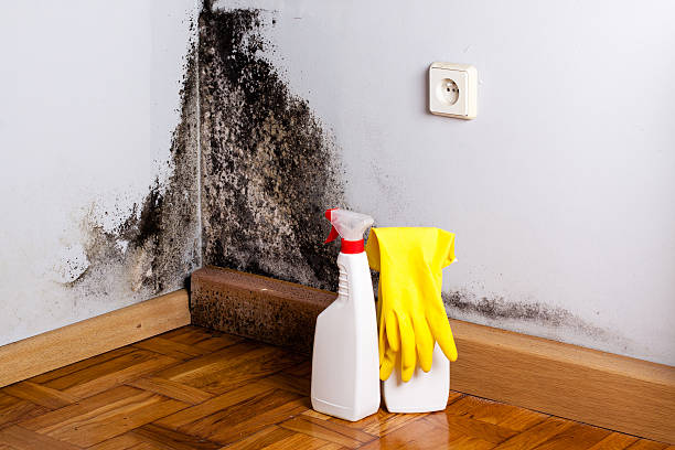 Best Black Mold Remediation in Chickamau, GA