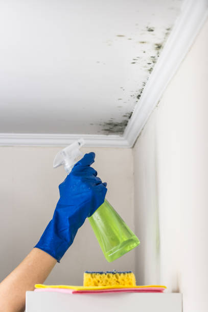 Best Attic Mold Remediation in Chickamau, GA